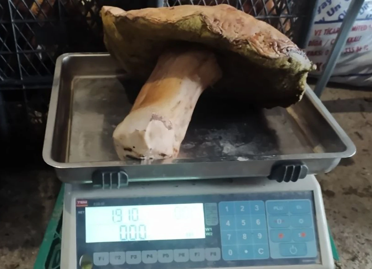 Boyu kadar mantar buldu